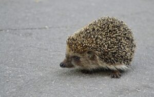 傷つきやすい恋愛を卒業するための心のケア方法は？